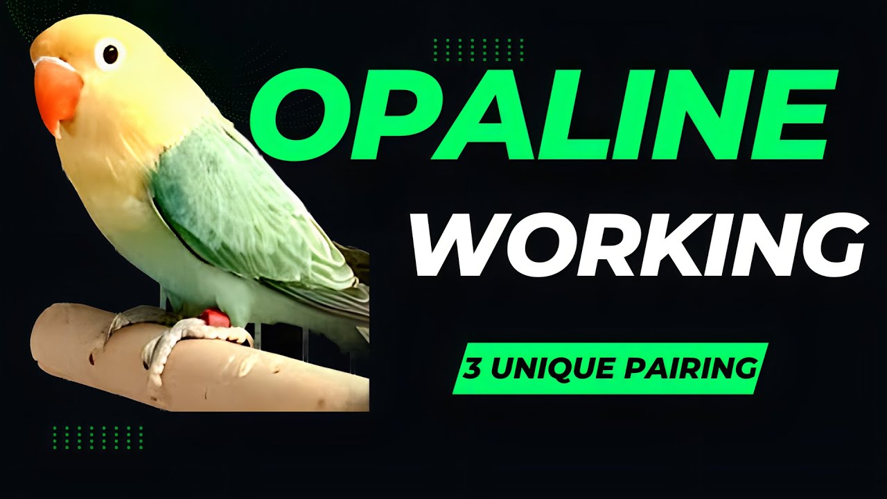 Lovebird Opaline Mutation | Unlocking the Beauty & Brilliance | In-Depth Dive | English Captions