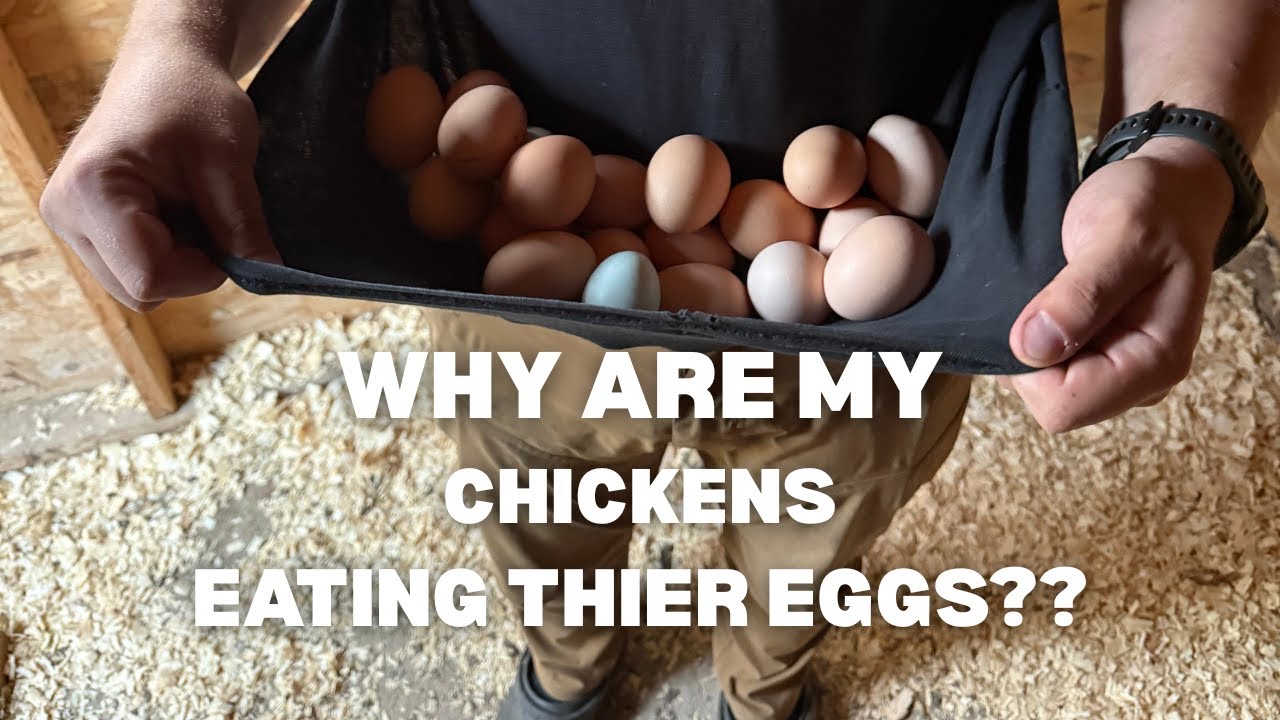 HOW TO STOP YOUR CHICKENS FROM EATING THEIR EGGS