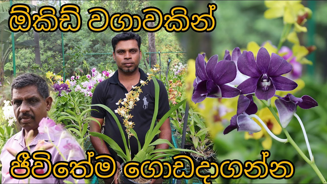 Orchid wagawa | ඕකිඩ් වගාවෙ රහස් සමගින් ලස්සන ඕකිඩ් වගාවක් |