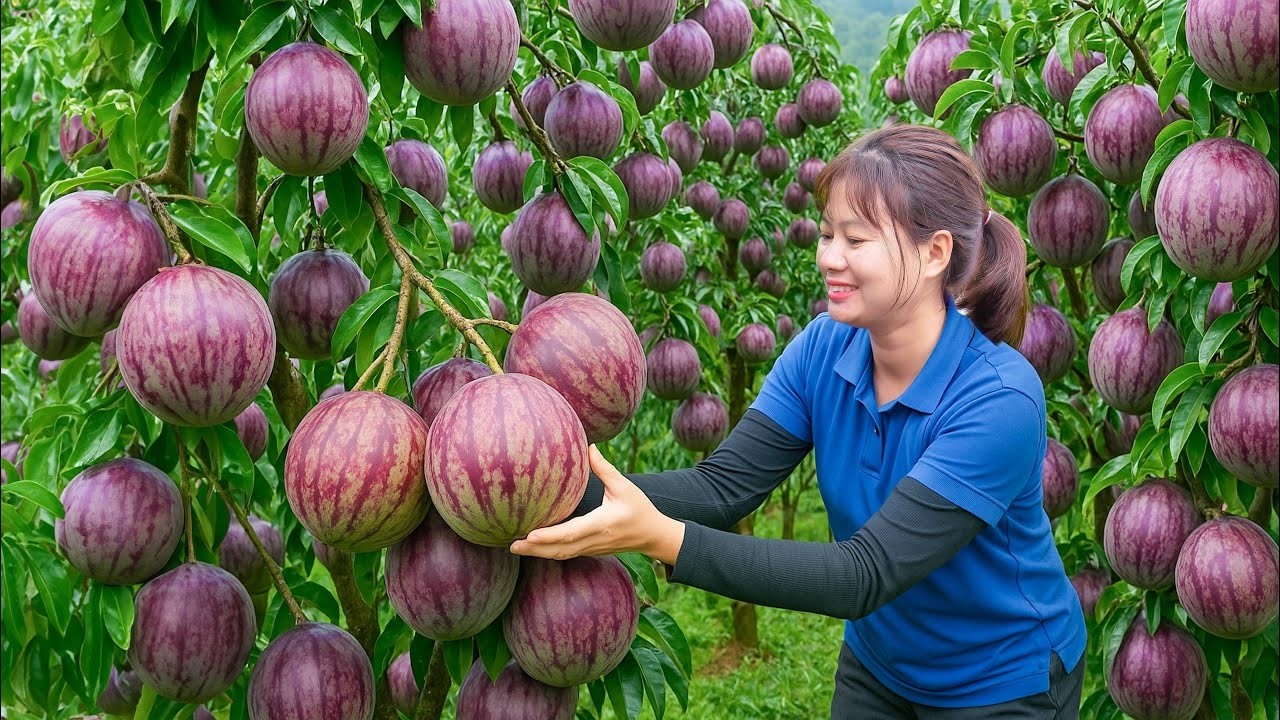 Essa Fruta Roxa Virou OURO no Campo | Colheita Real no Brasil + Venda Rápida no Mercado Rural