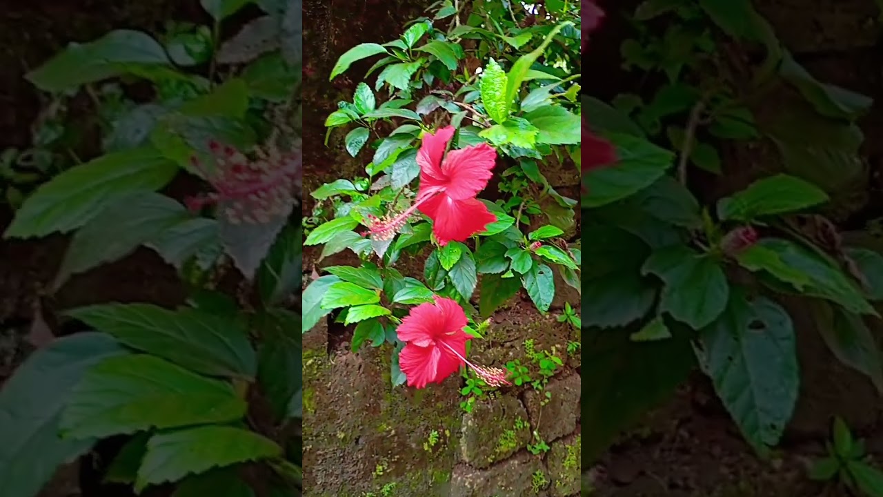 #music #marblemusic #botanicalbliss #nature #botanicalbliss #botanicalmagic #piano #gardenflowers