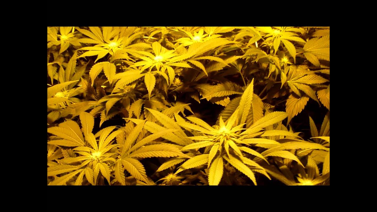 400W HPS Hashberry + BCN Diesel Grow