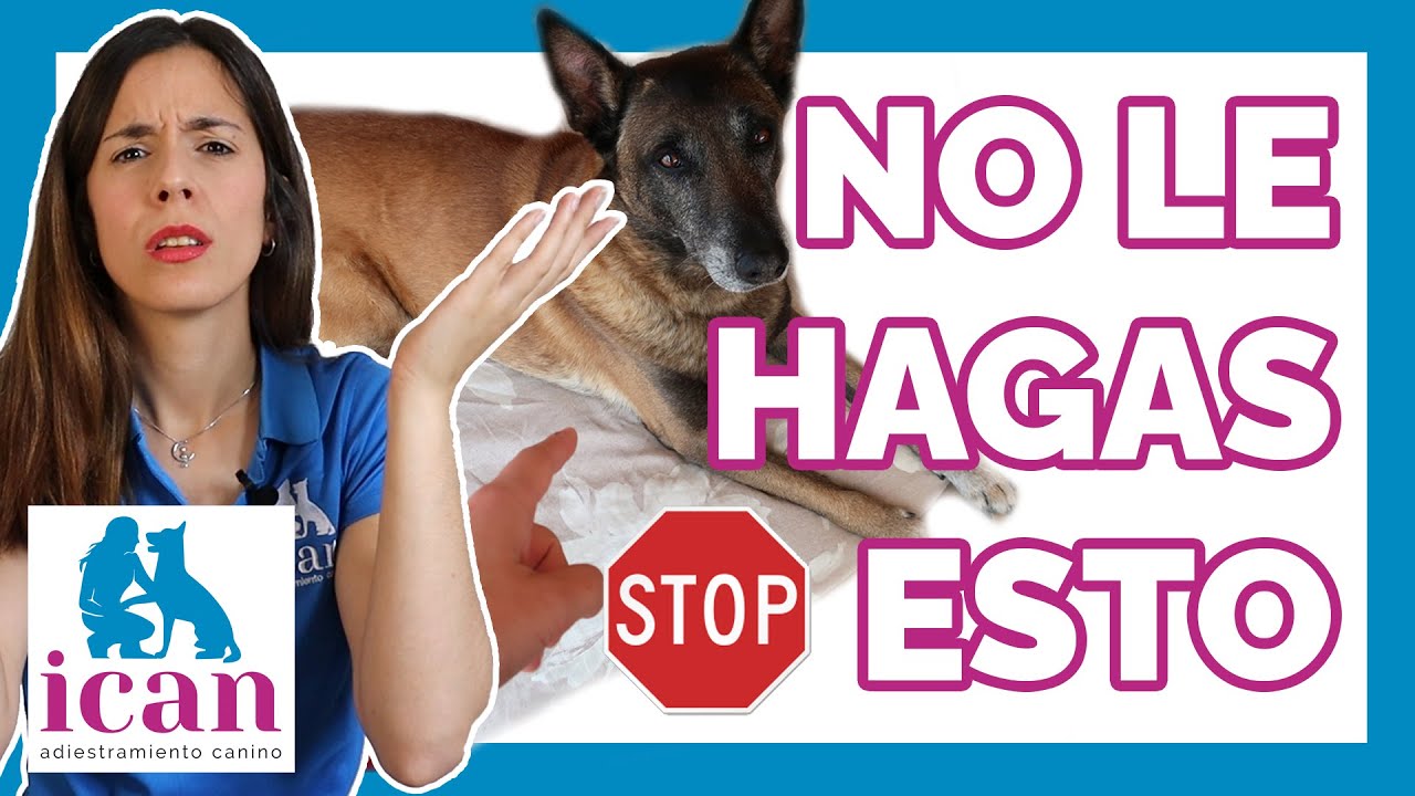 ANSIEDAD POR SEPARACIÓN en PERROS (Técnicas y errores) | Adiestramiento Canino
