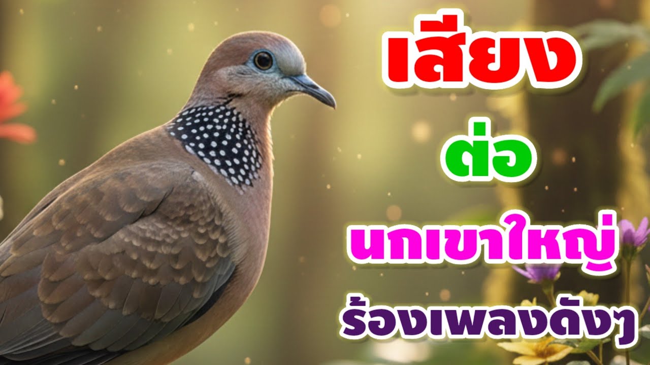 เสียงร้องนกเขาใหญ่ร้องเพลงเพราะๆ ร้องเพลงเสียงดังสุดเสียงเลย ร้องเพลงชมสวนดอกไม้ป่าใกล้บ้านเรากัน