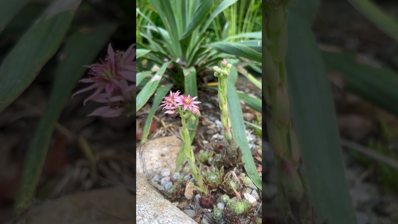 Flowering Succulents subtropical garden #gardening #garden #coldhardy #plants #flowers #cactus #fyp