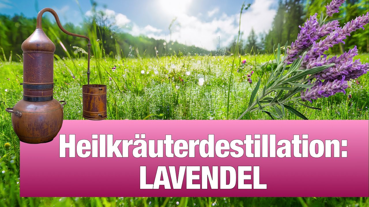 🌿 Heilkräuterdestillation: wie wir Lavendel destillieren 🌿