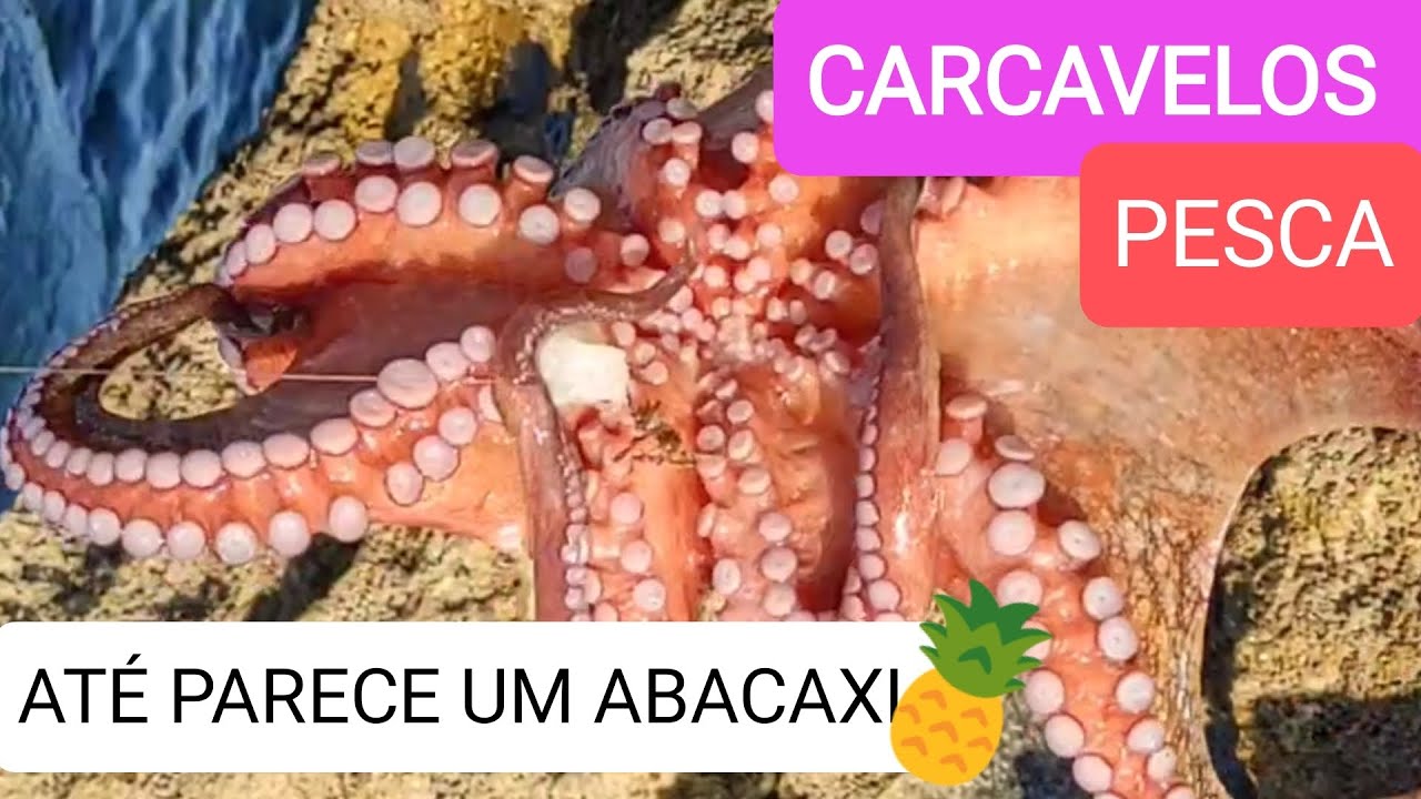 PESCA 🎣  POLVO 🐙 PARECE UM ABACAXI 🍍 CARCAVELOS