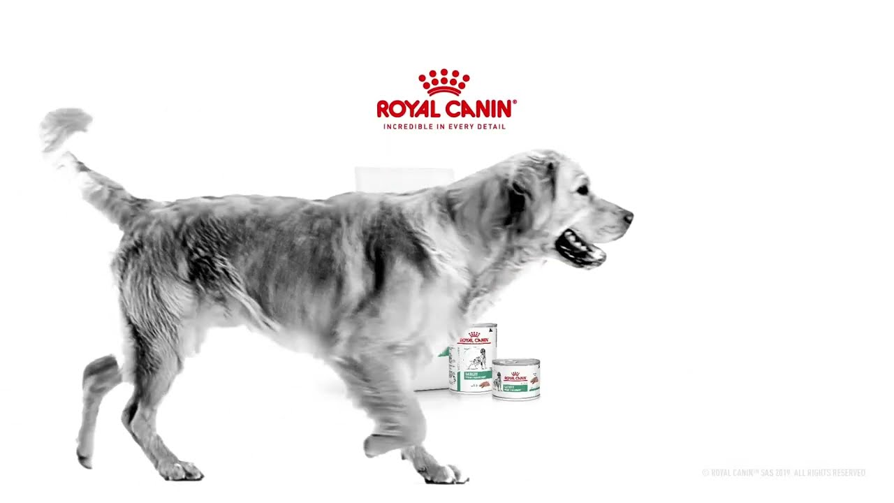 Utrata masy ciała, lepsza jakość życia: Royal Canin Veterinary dla psa | zooplus.pl