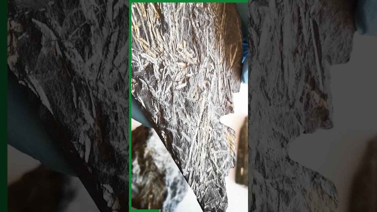 Patrimonio en 1 minuto (Graptolites) #paleontologia