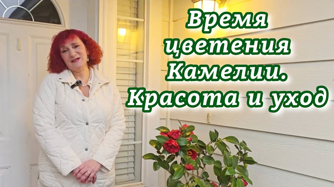Роскошное цветение Камелии 🌸 Как ухаживать весной и летом?