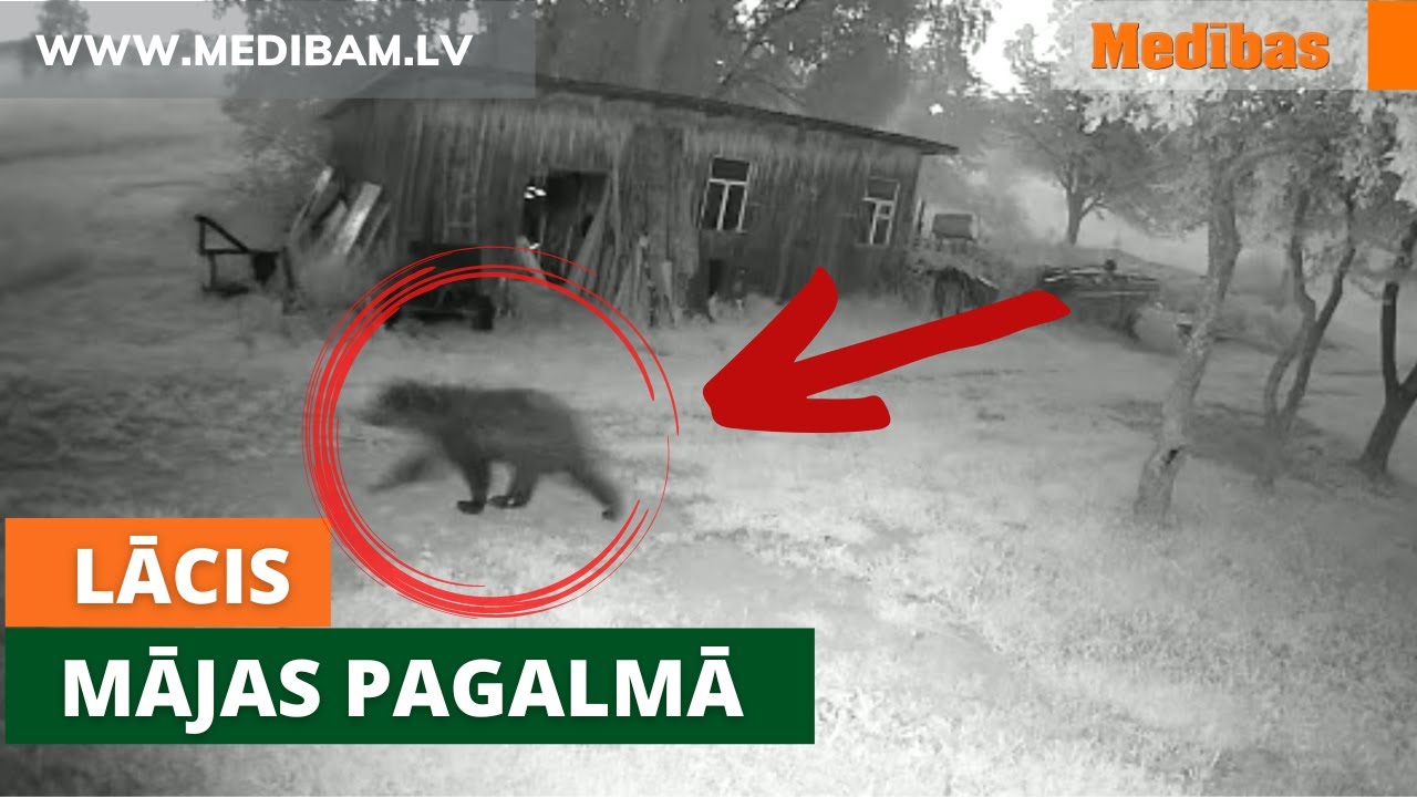 Lācis pastaigājas pa mājas pagalmu. Lāci fiksē arī meža kamerā
