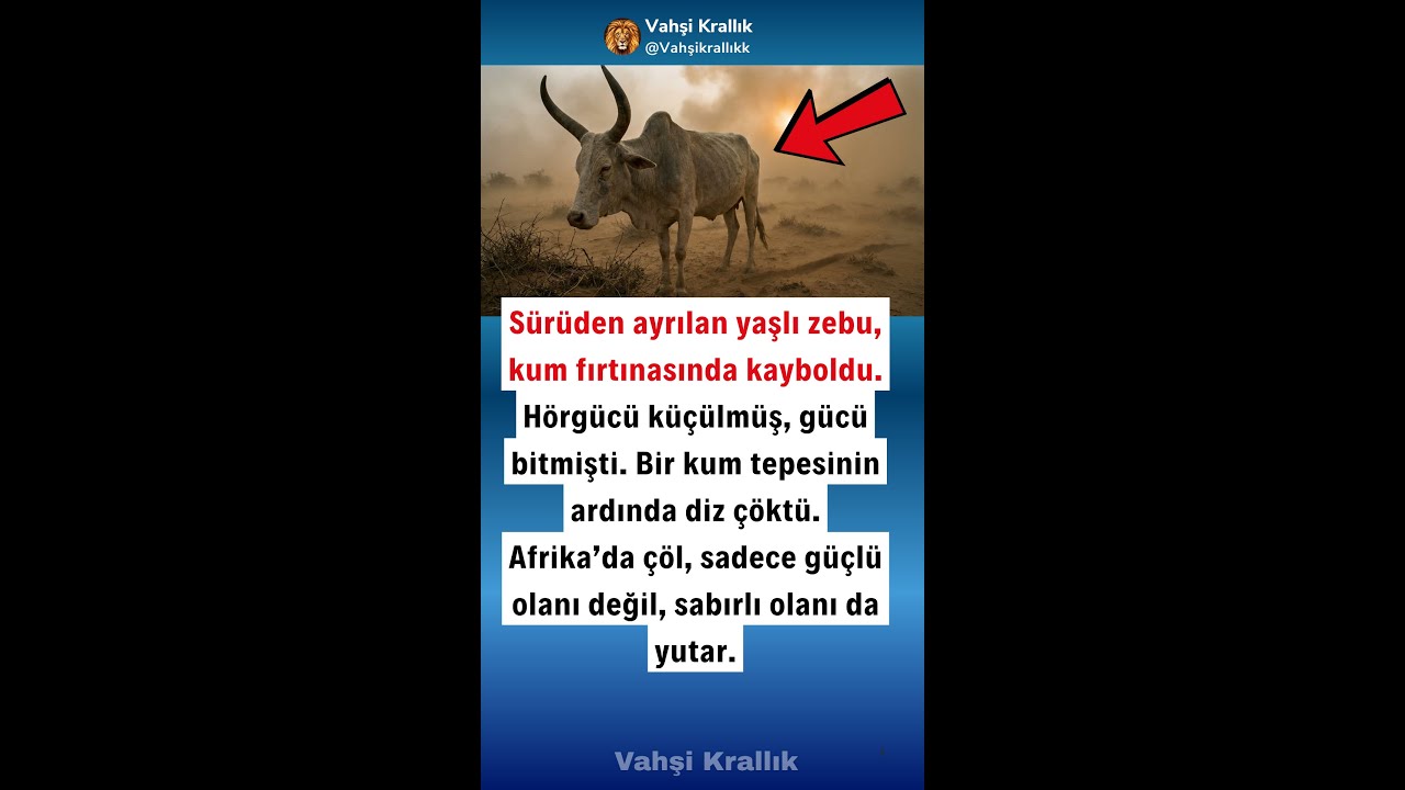 TEK BAŞINA BİR ZEBU