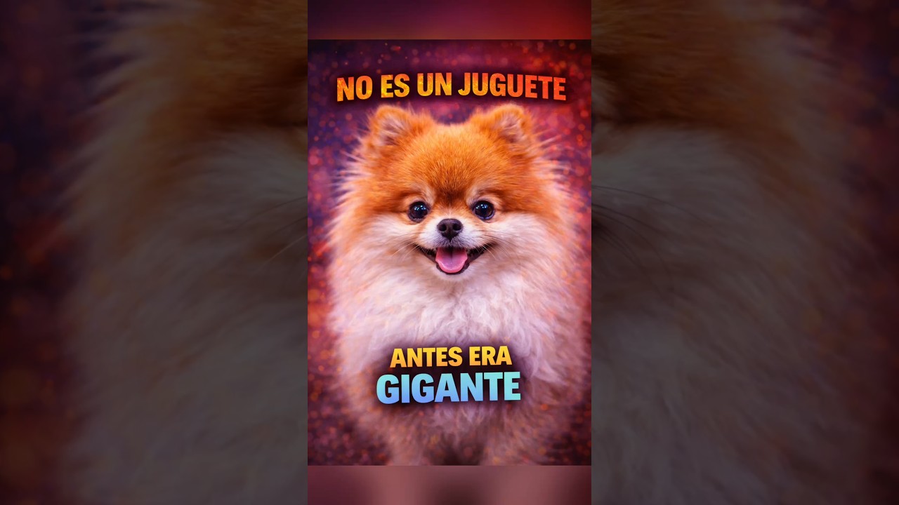 El pomerania NO es un juguete 🐶 | Antes era gigante  