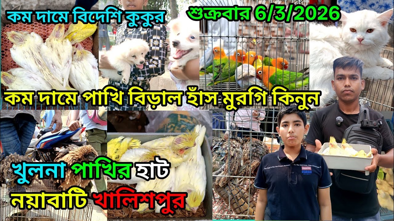 Nayabati🦜Bird market Khalishpur pet animal market ni Khulna Bird market birds price Foreign ducks...