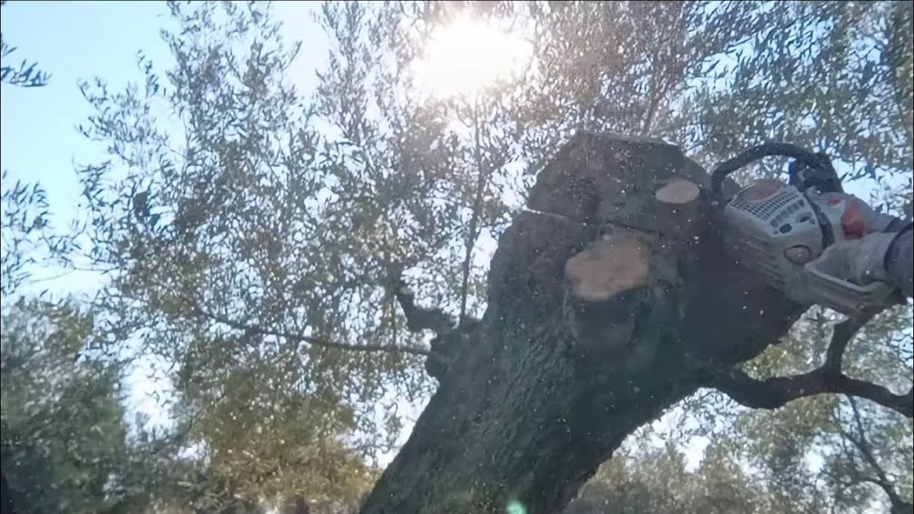 Arreglamos la cabeza al olivo.
