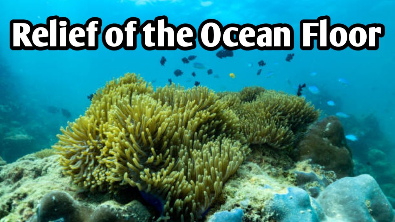 Relief of the Ocean Floor