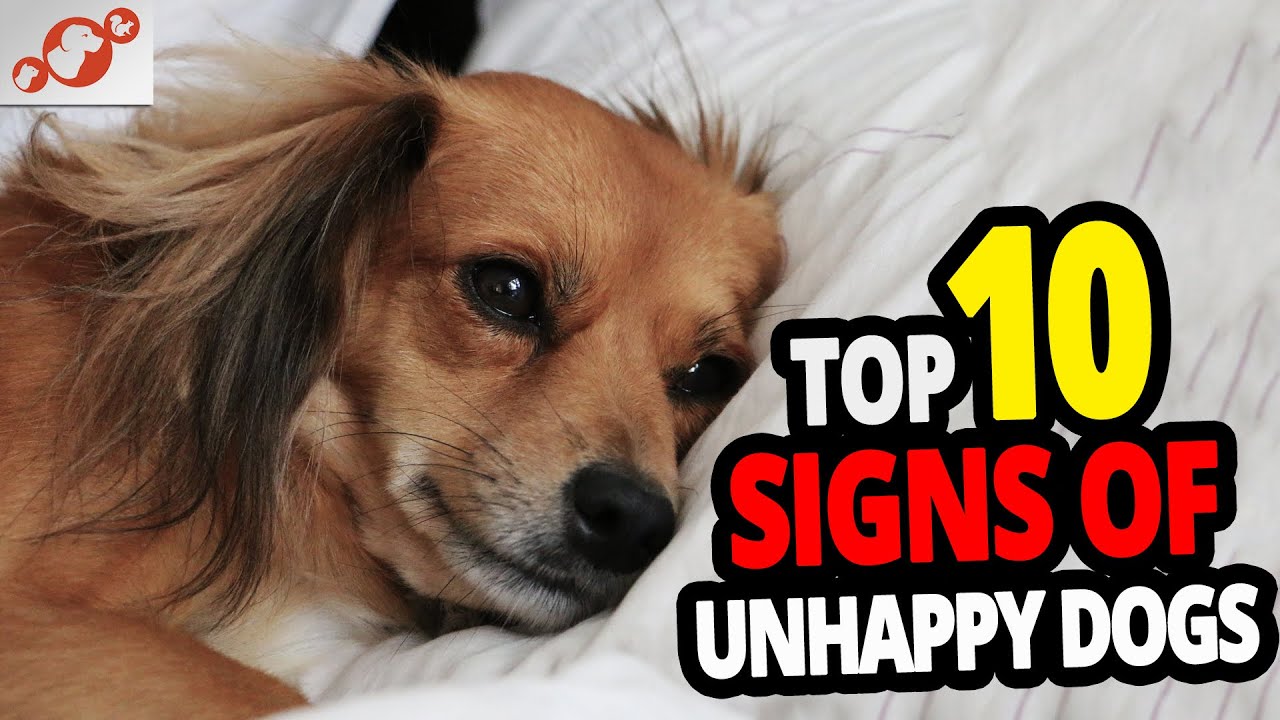 🐕 Unhappy Dog - TOP 10 Signs Your Dog Is Unhappy!