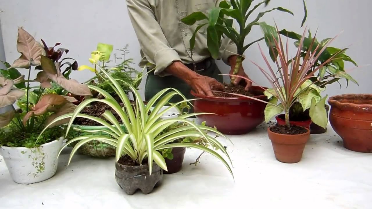Un arreglo con plantas de interior