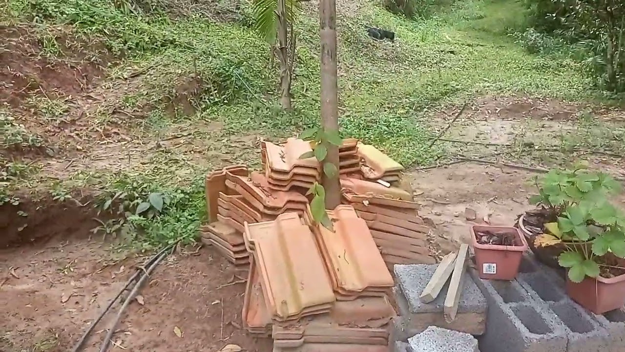 Hoje dia de limpeza da roça ⛏️