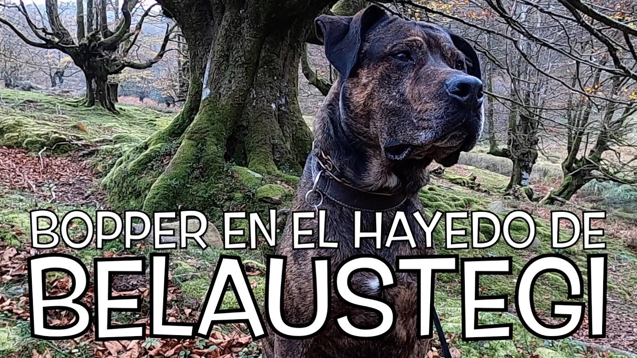 BOPPER EN EL HAYEDO DE BELAUSTEGI | VLOG PERRACO 49 | YO SOY BOPPER