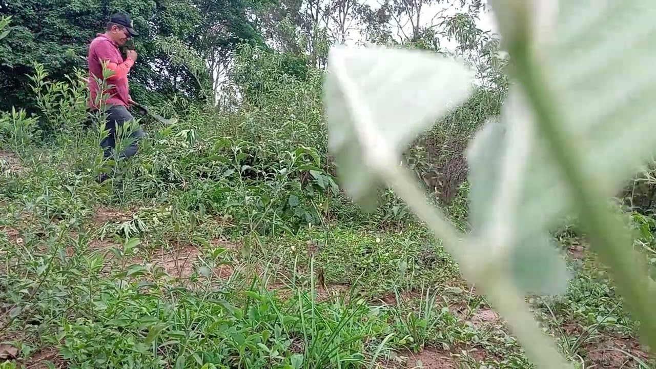 Roçando terreno para plantar feijão 🫛🫛 👍