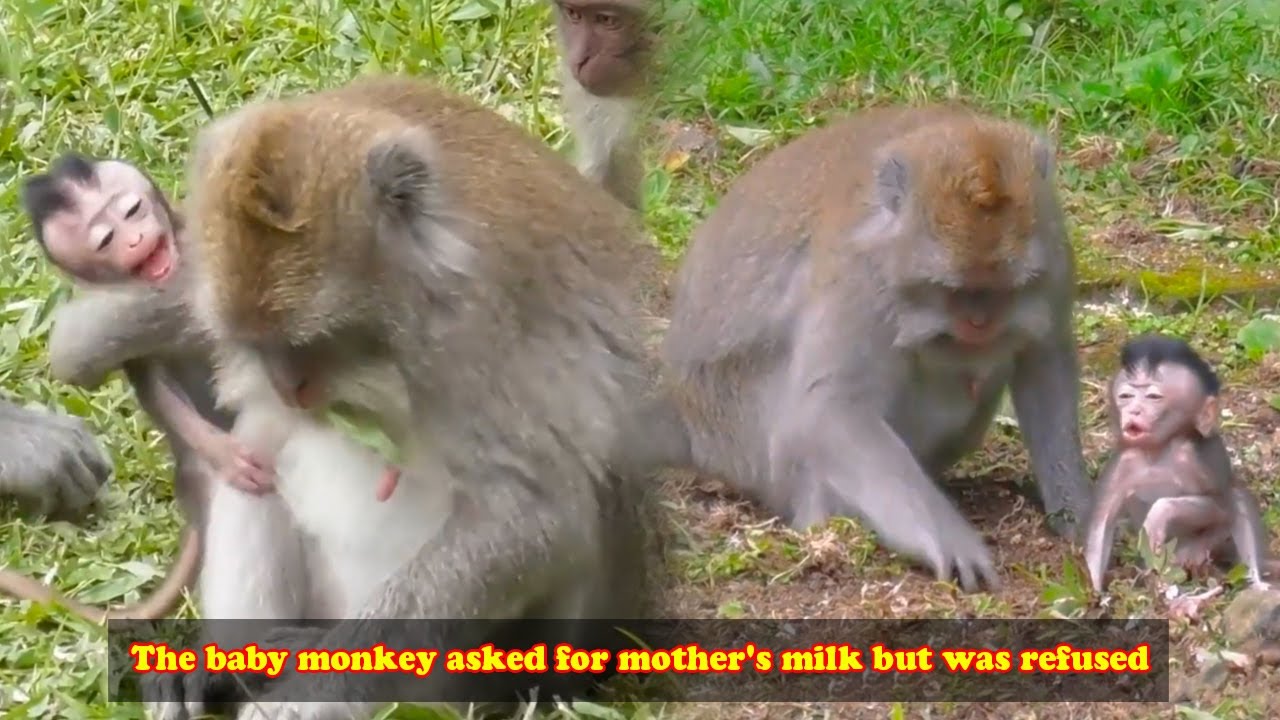 The mother monkey was very upset when she couldn't find food, so she slapped the baby monkey angrily