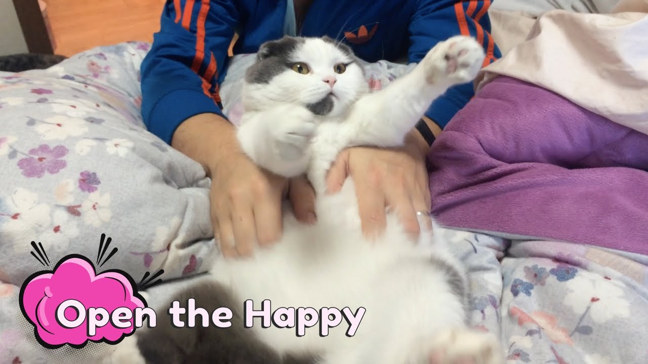 How to Give a Cat Massage