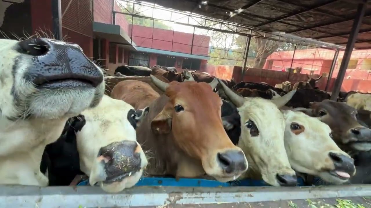 Day 59 | Daily Gau Mata Seva 🐄🙏 | 90 Days Gau Shala Challenge | गौ माता की सेवा से मिला आशीर्वाद