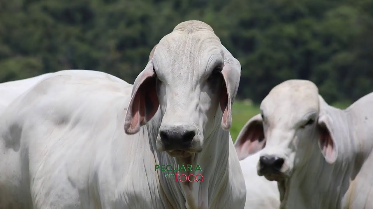 PECUÁRIA EM FOCO - LEILÃO BRAHMAN PORTOBELLO 2021