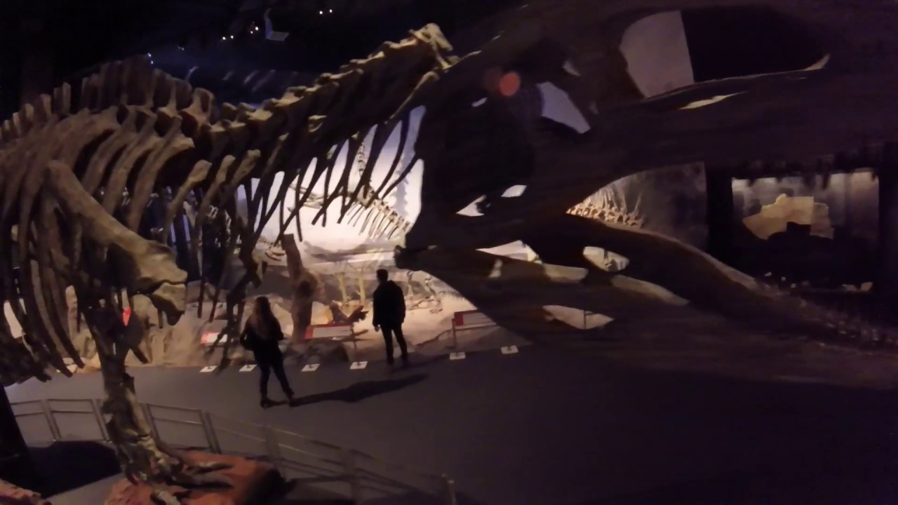 MEF - Museo paleontol&oacute;gico Egidio Feruglio - Chubut - Patagonia