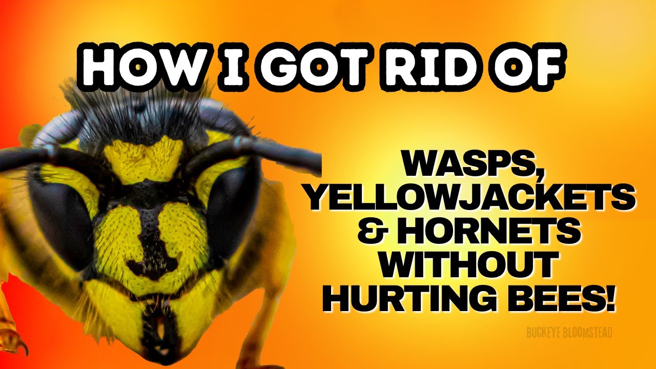 How I Got Rid of Wasps, Yellowjackets & Hornets — Without Hurting Bees!