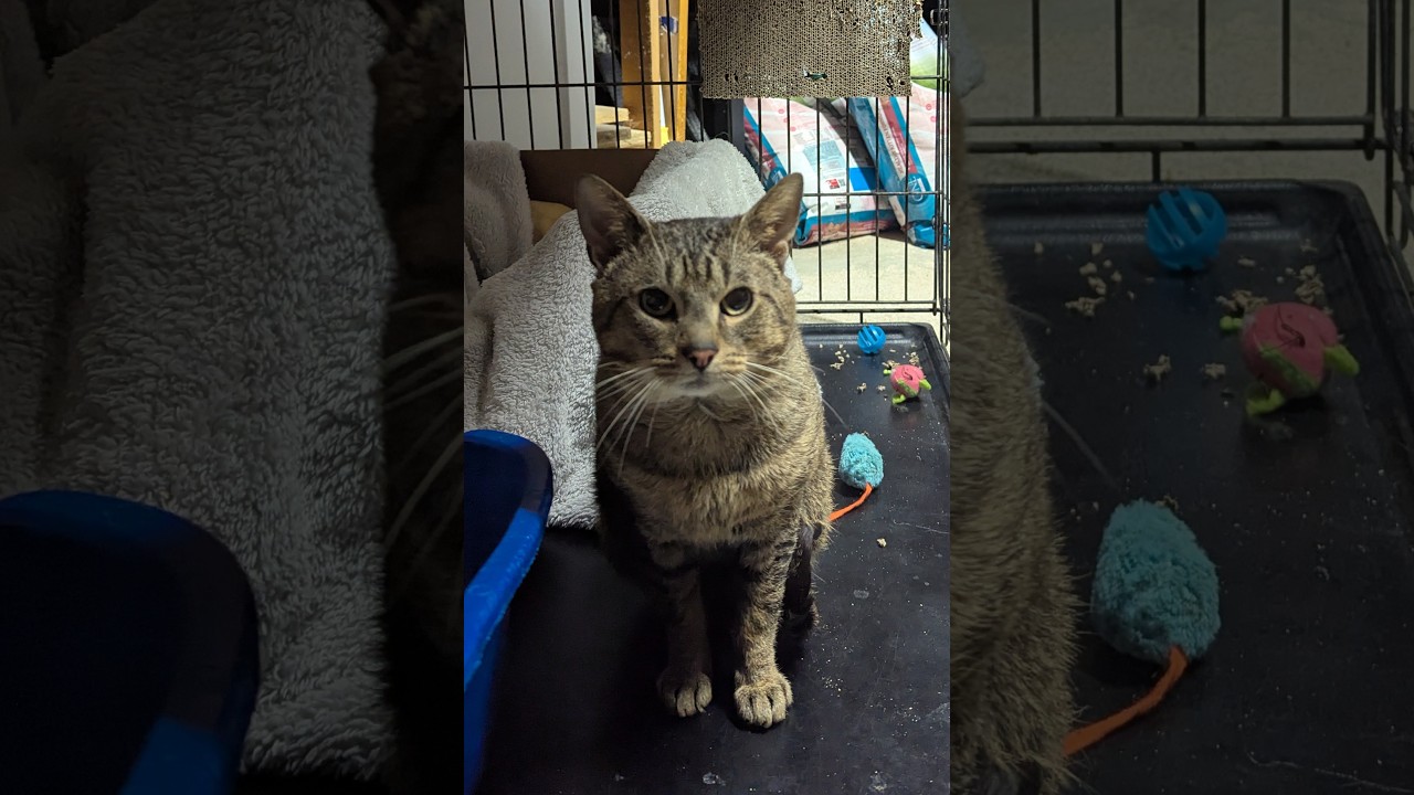 Foster Fabulous - CC