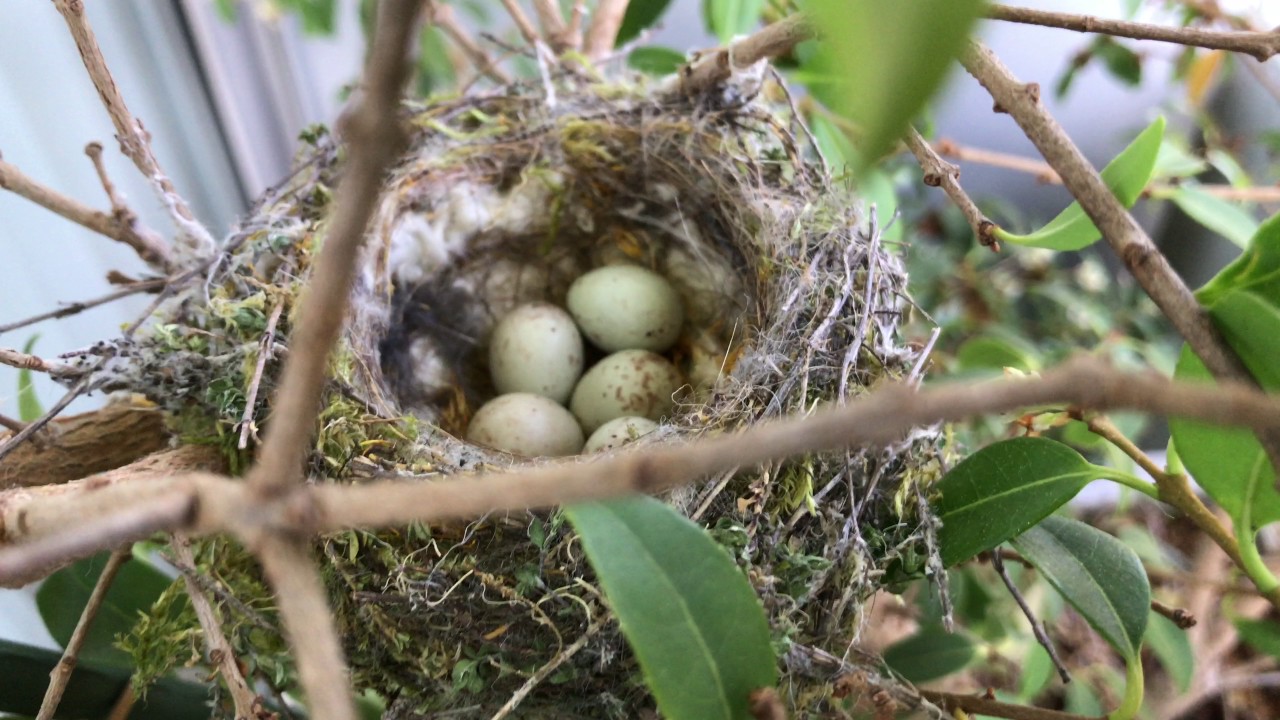 Little birds nest on my balcony... :)