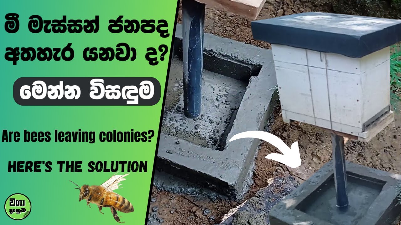 මී මැස්සන් ජනපද අතහැර යනවාද මෙන්න විසඳුම |  Here's the solution to whether bees are leaving colonies