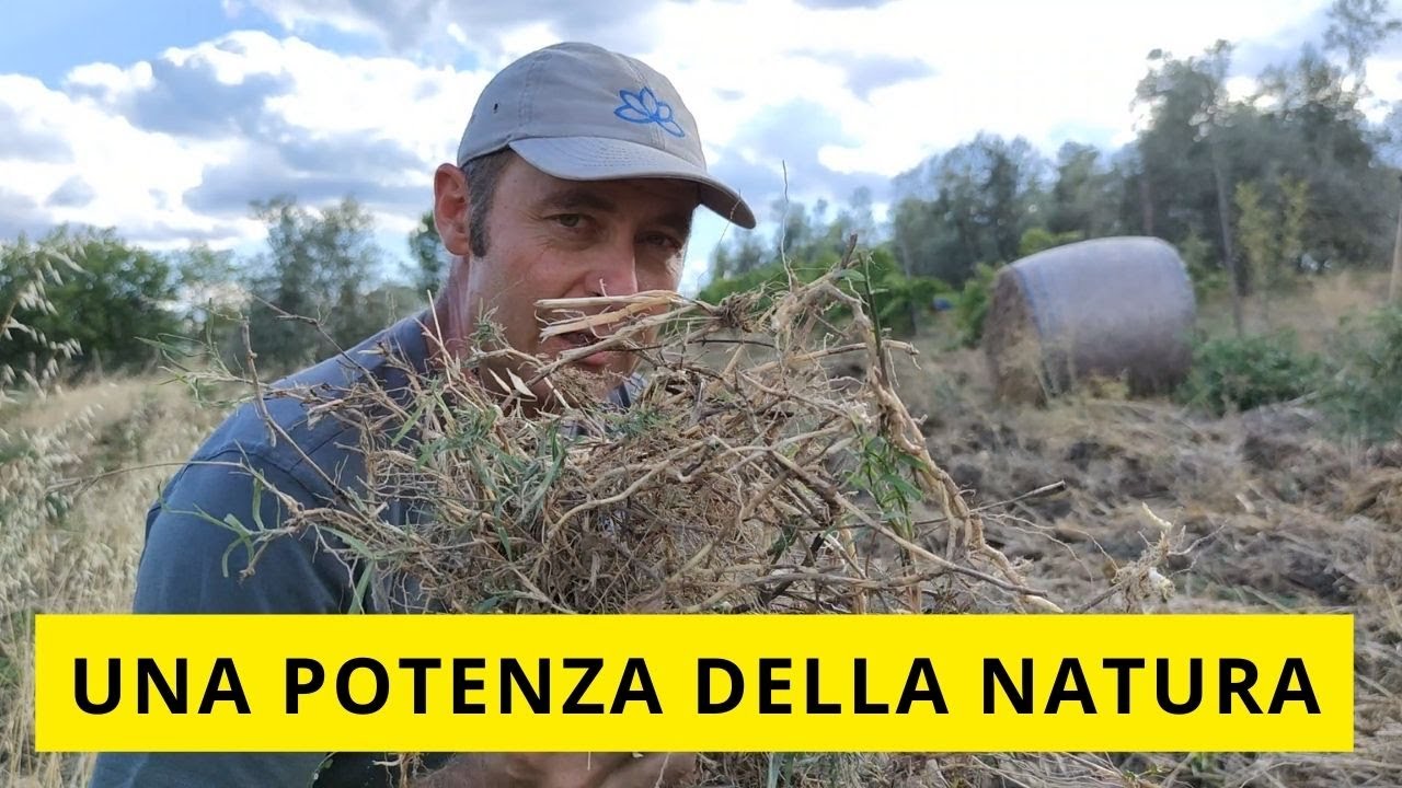 Conosci la forza della Gramigna?