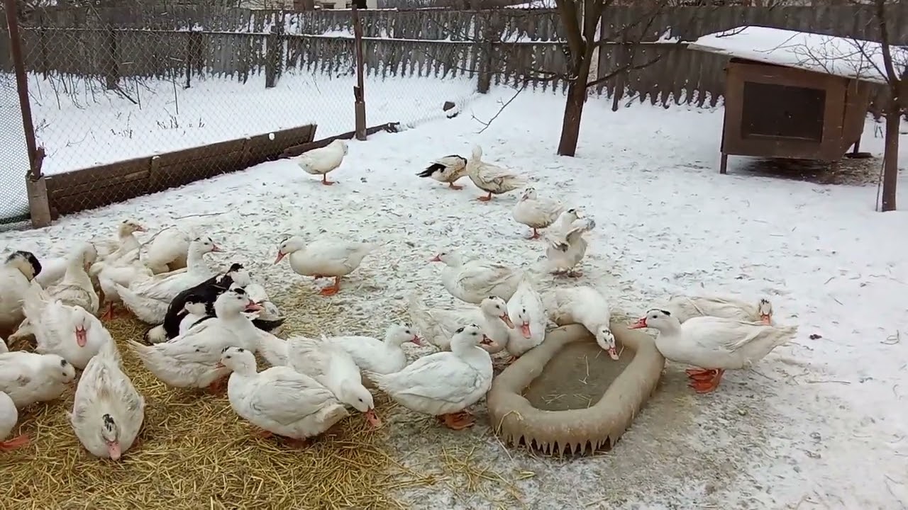 Морозы не ушли, шахеды тоже. Приходил сокол.