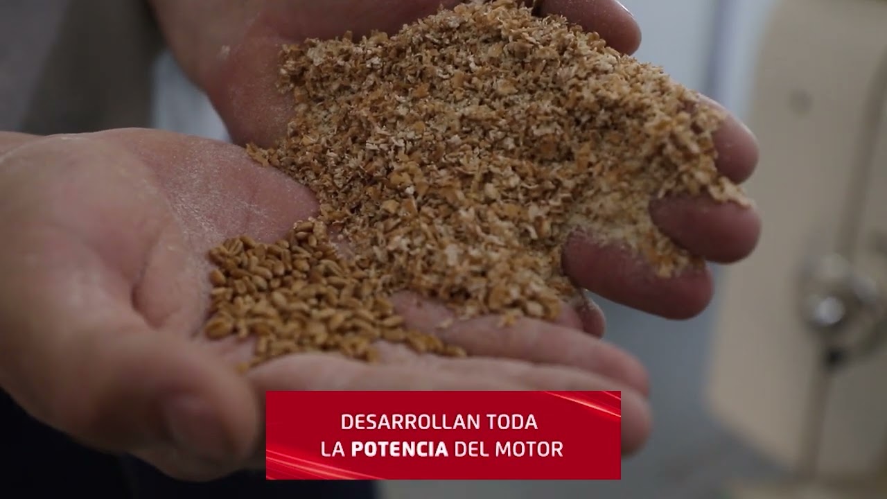 Paraguay Productivo: La fuerza del trigo paraguayo con Harina Sol Blanca  | Parte 2
