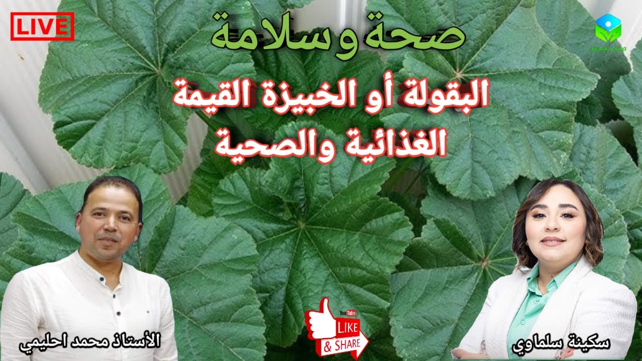 🔴 البقولة أو الخبيزة المغربية 🍀🍀 القيمة الغذائية والفوائد الصحية مع الأستاذ محمد احليمي اخصائي تغذية