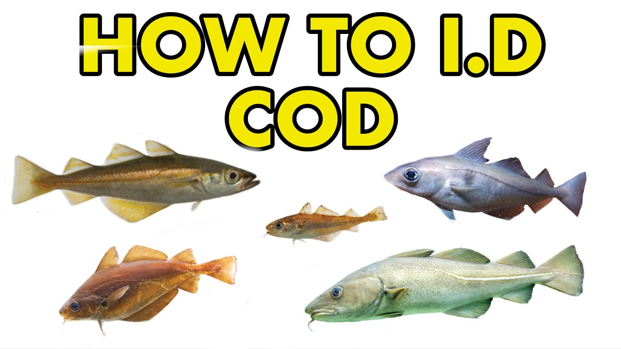 Cod, Haddock, Pollack : HOW TO I.D