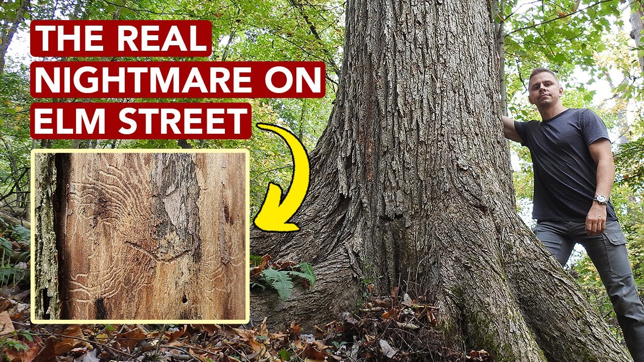 What Happened To American Elm?