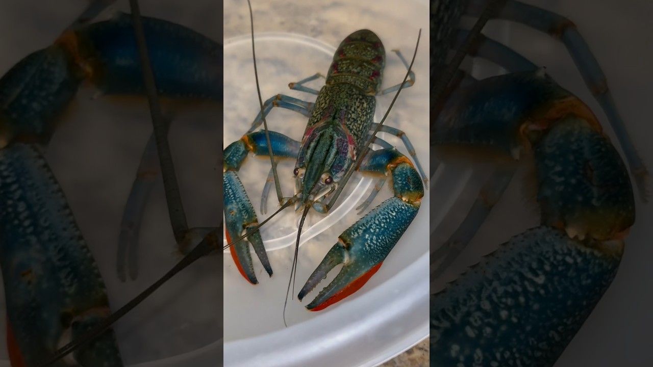 Мой гигантский синий омар потерял клешню! 🤕🦞