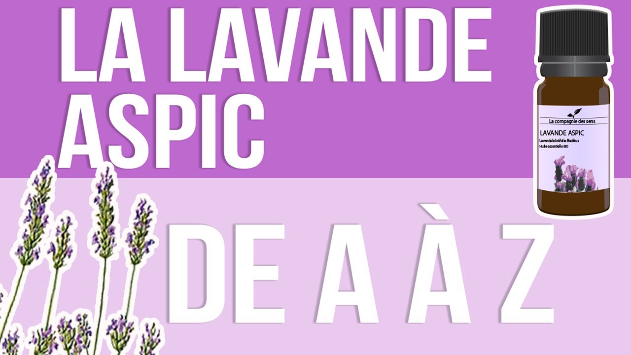 [HUILES ESSENTIELLES] À la découverte de la Lavande Aspic