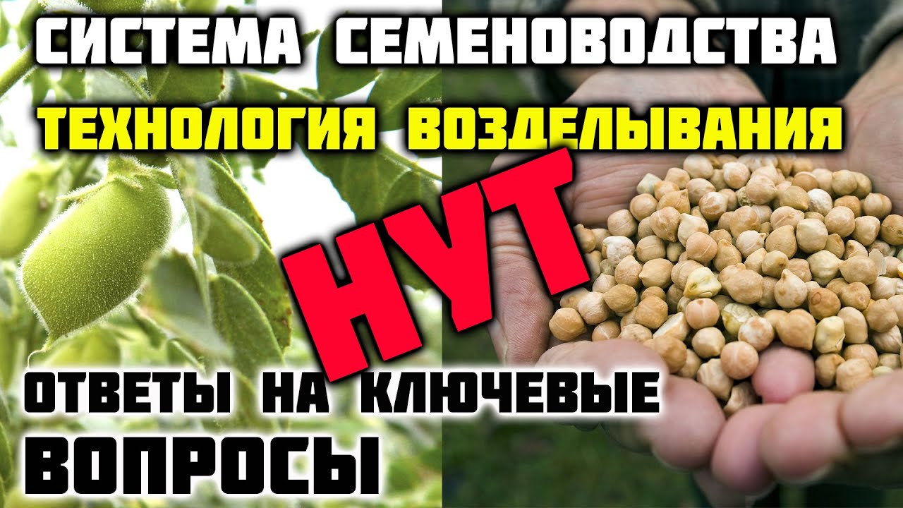 Система возделывание Нута. Районированные новые сорта нута для Ростовской обл.       Часть 1.