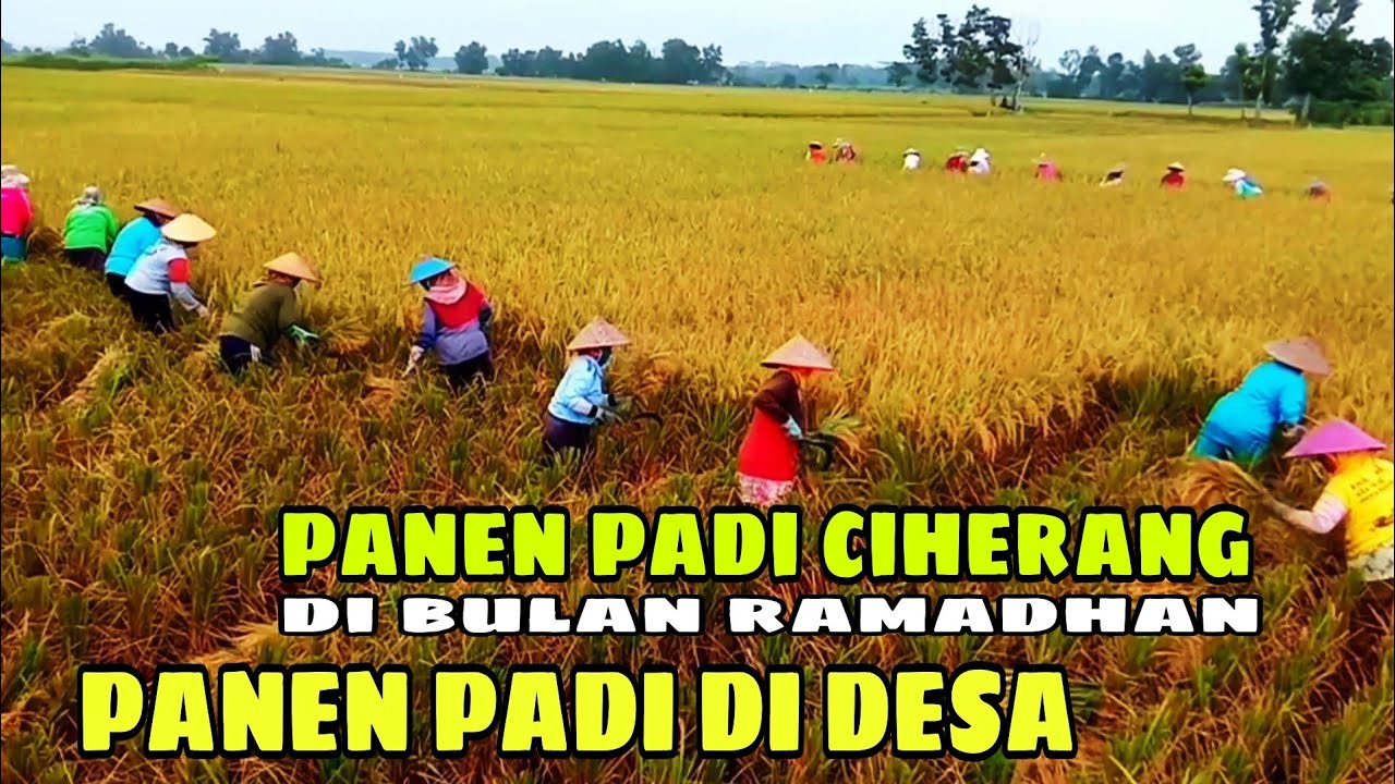 PANEN PADI CIHERANG DI BULAN RAMADHAN