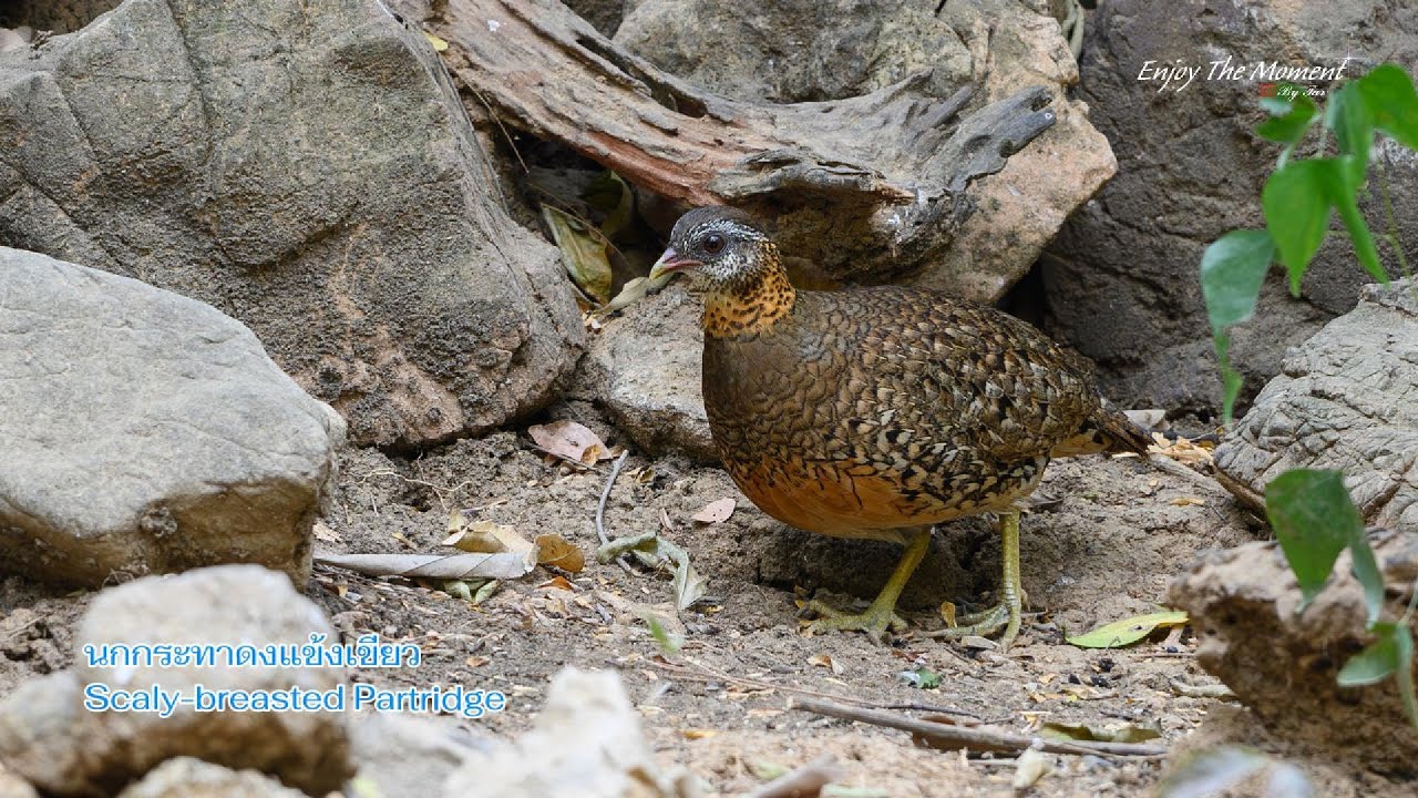 นกกระทาดงแข้งเขียว Scaly breasted Partridge