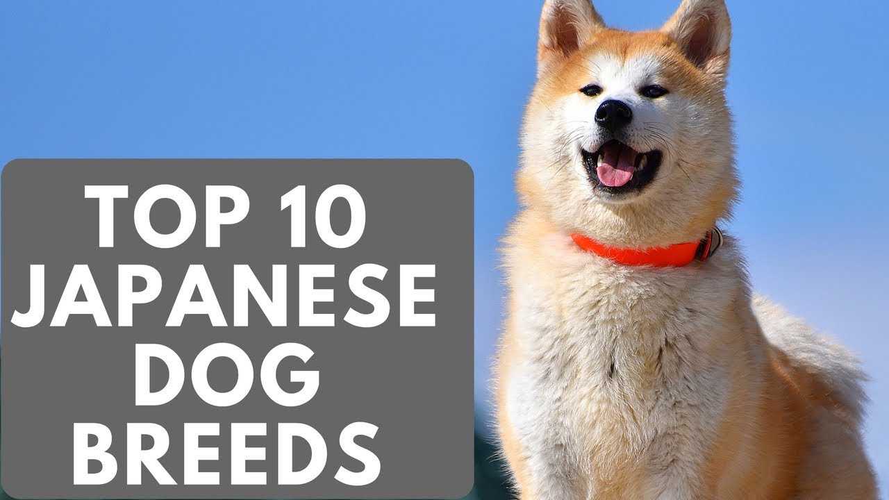 TOP 10 Japanese Dog Breeds List