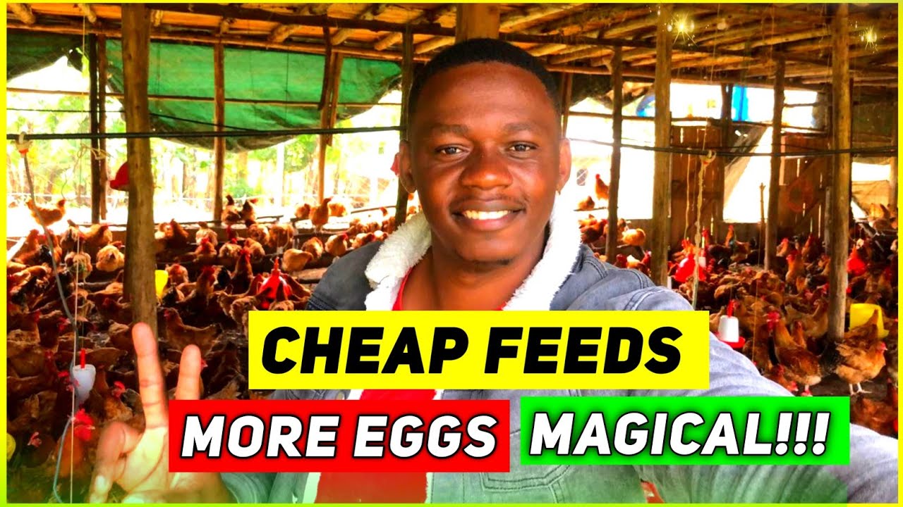 How To Save Money On Poultry Feeds While Increasing Production