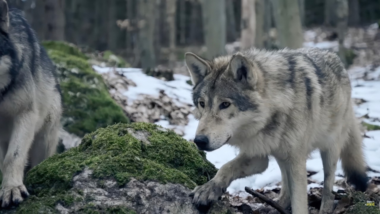 Immersion In The Heart Of Wild Nature - Close to home
