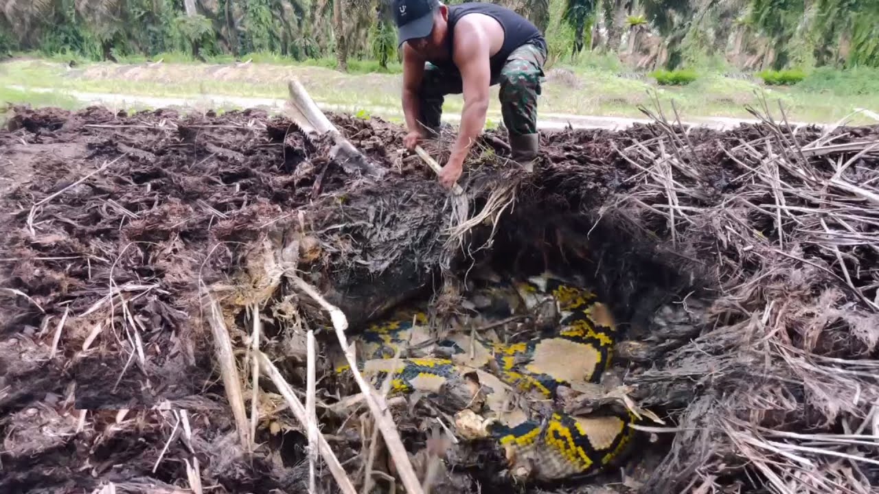 MENEGANGKAN MUNCULNYA SOSOK ULAR PYTHON MENYERAMKAN..!!