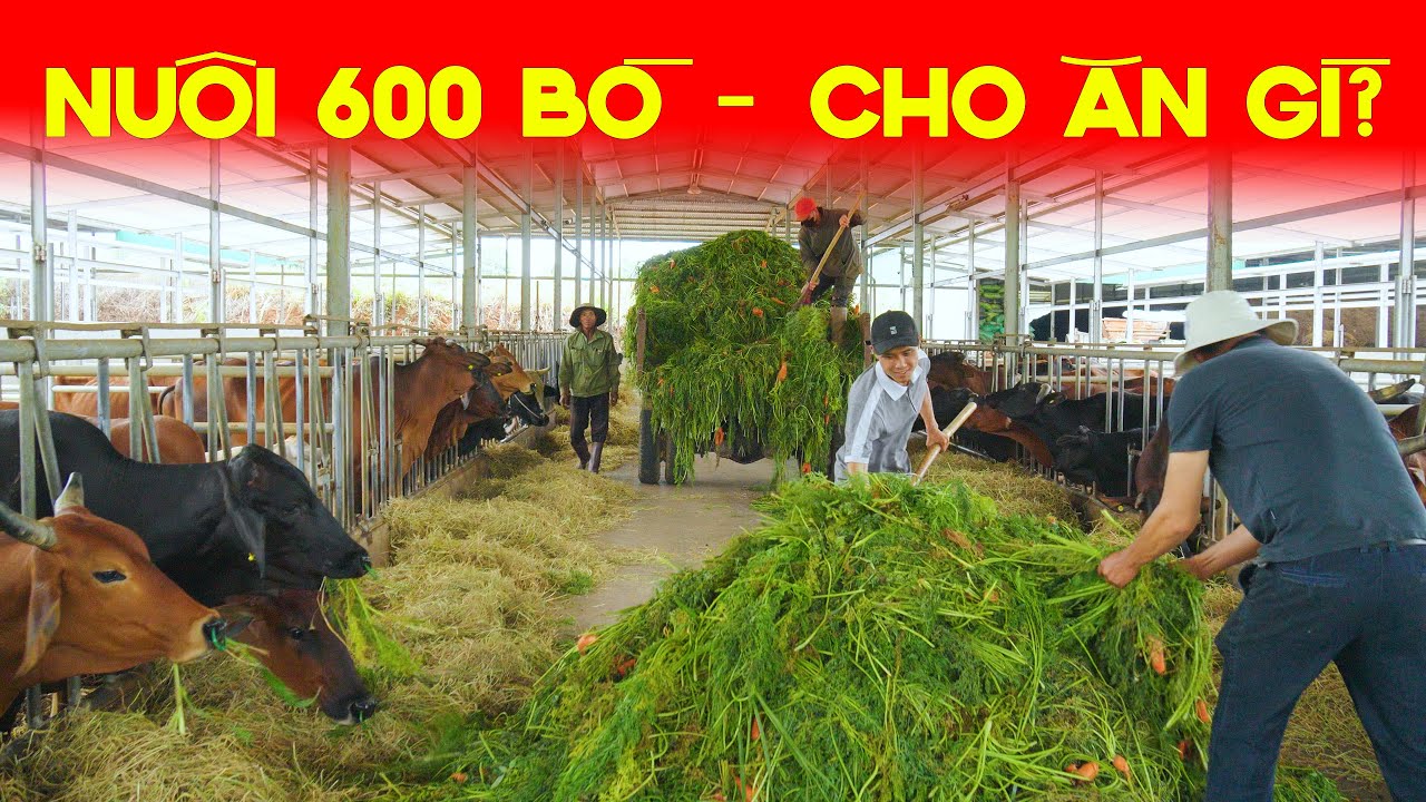 Phần 1: CHẾ ĐỘ ĂN CỦA TRẠI BÒ SINH SẢN 600 CON CÓ GÌ?